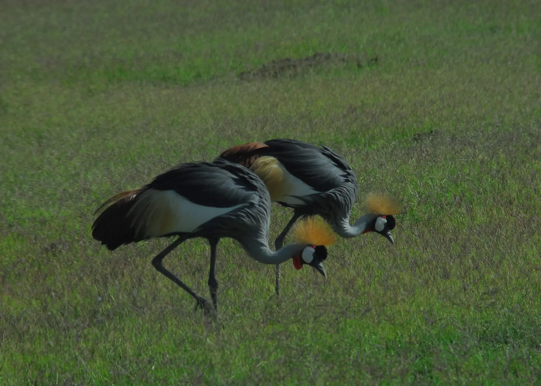 Cranes in Amboseli National Park