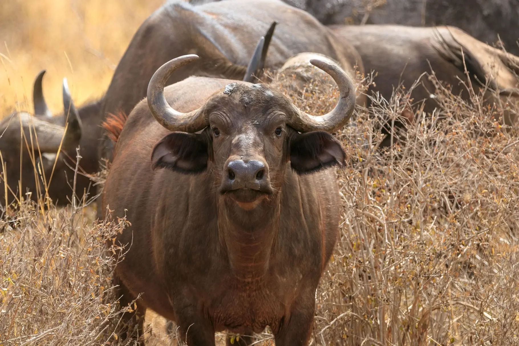 A Buffalo